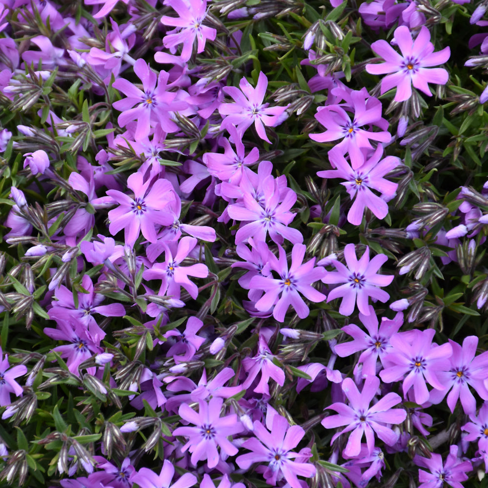 PHLOX BEDAZZLED PINK