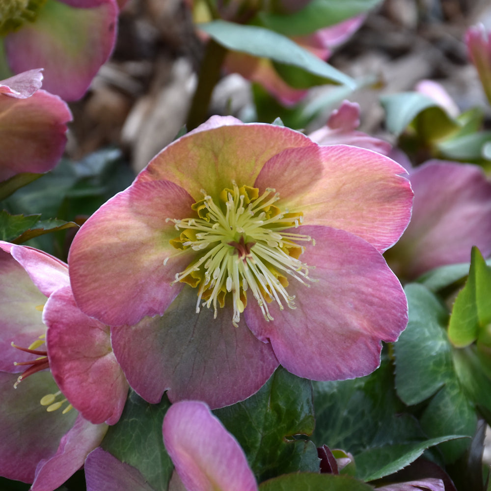 HELLEBORUS CHERYLS SHINE