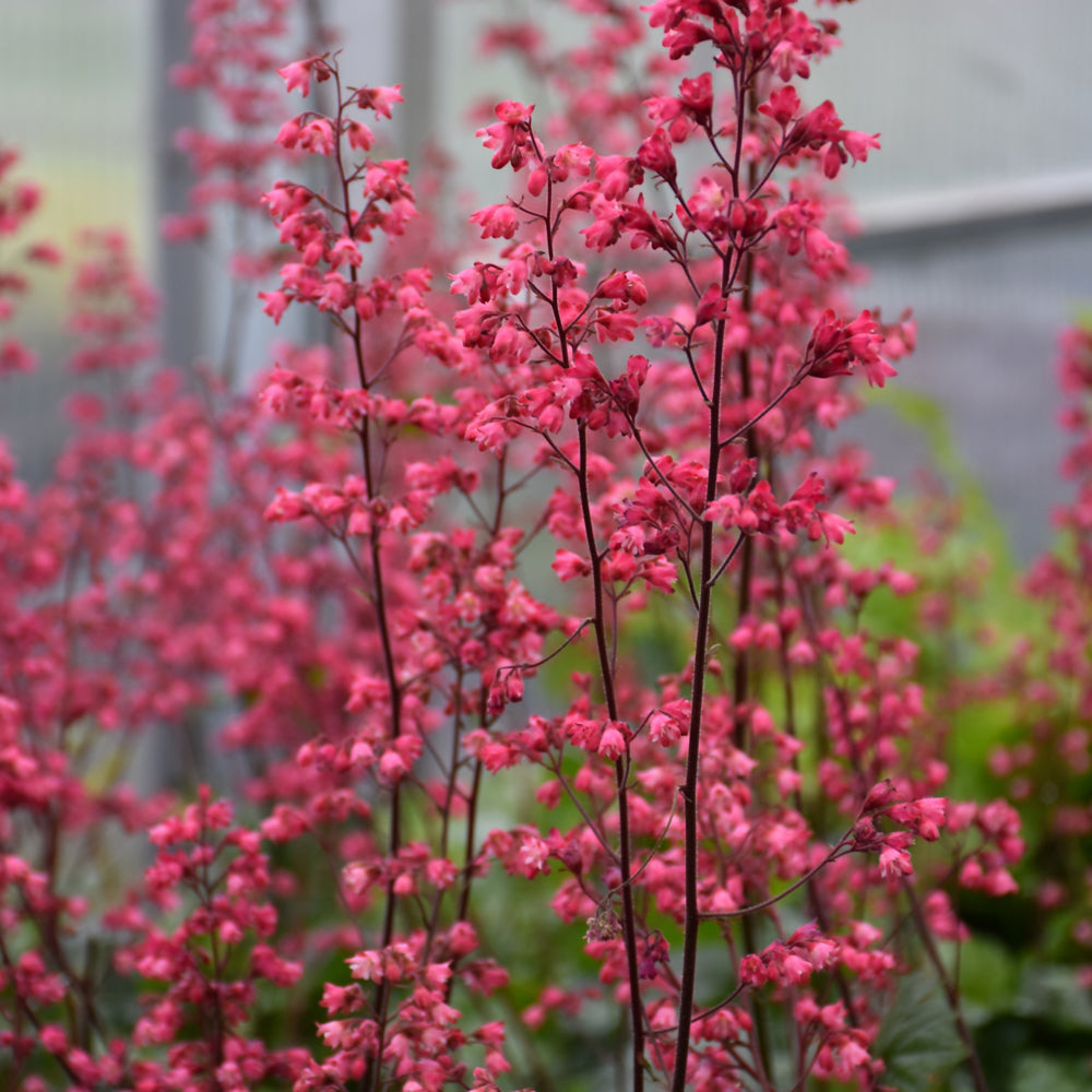 HEUCHERA PARIS