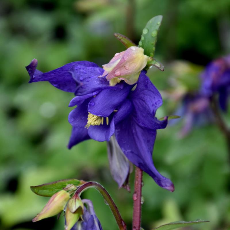 AQUILEGIA ALPINA