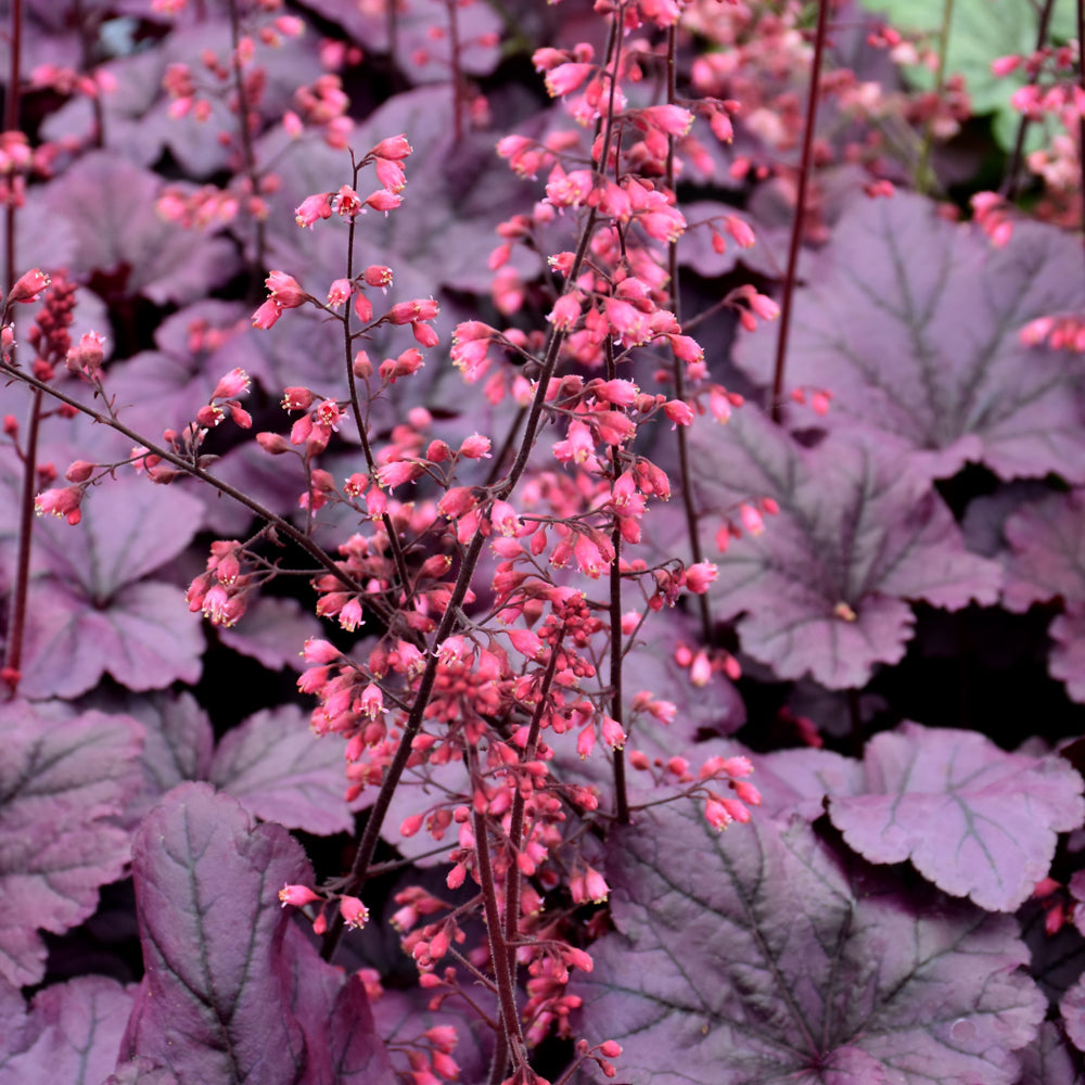 HEUCHERA GRAPE TIMELESS
