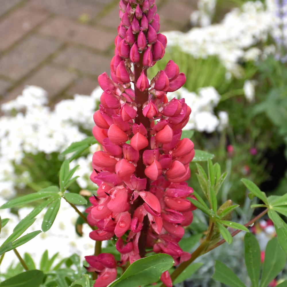 LUPINUS RED RUM
