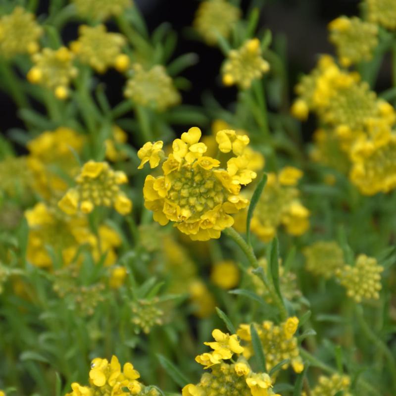 ALYSSUM GOLDEN SPRING