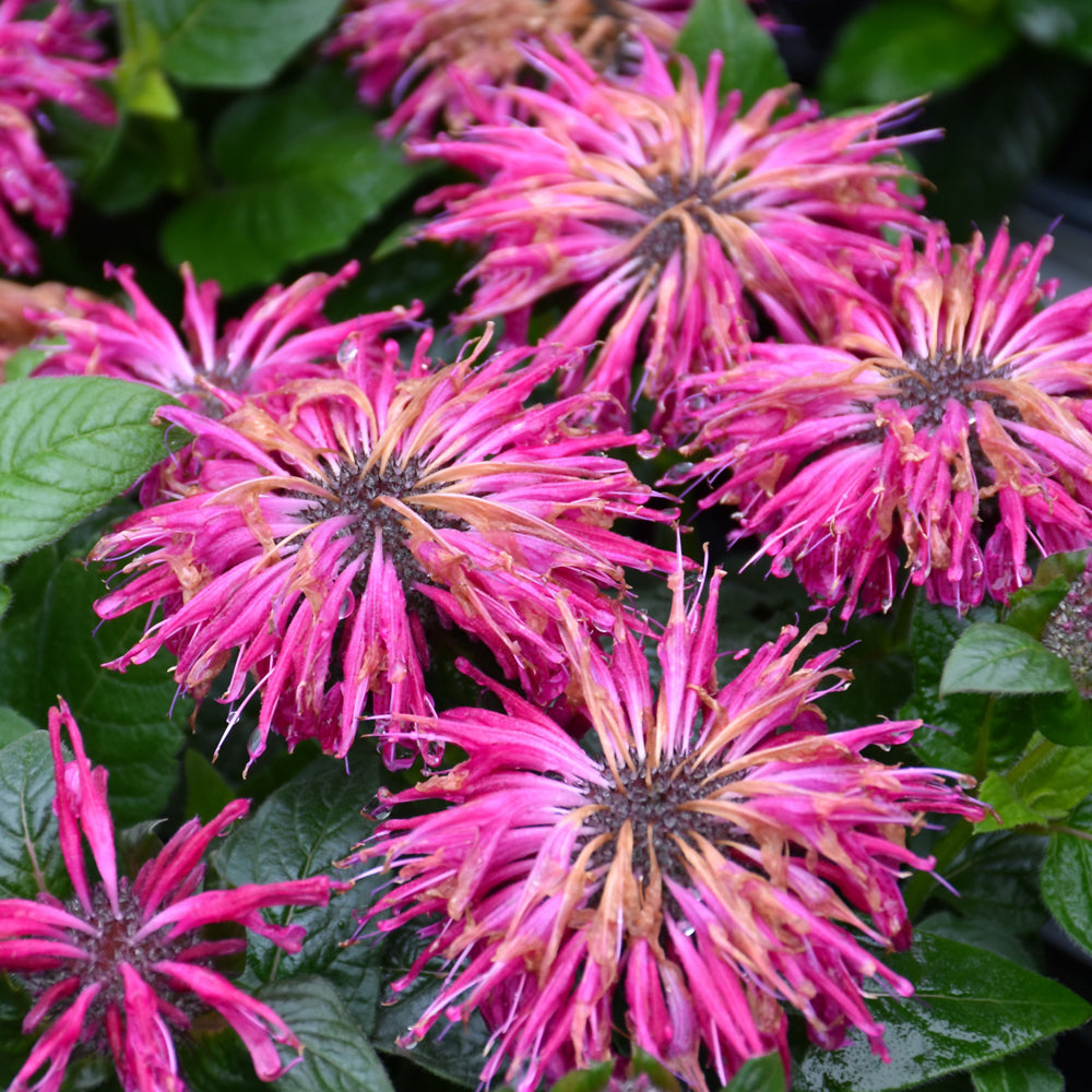 MONARDA LEADING LADY RAZZBERRY