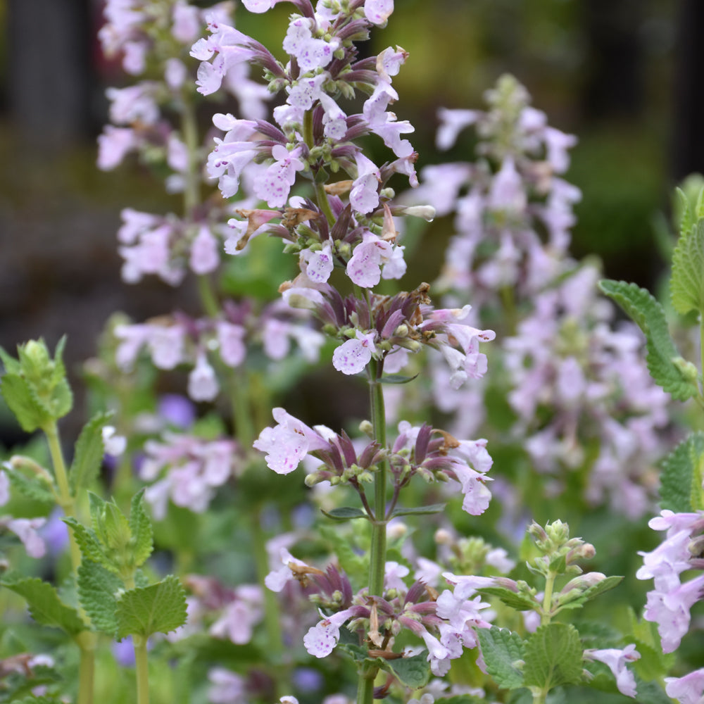NEPETA WHISPURR PINK