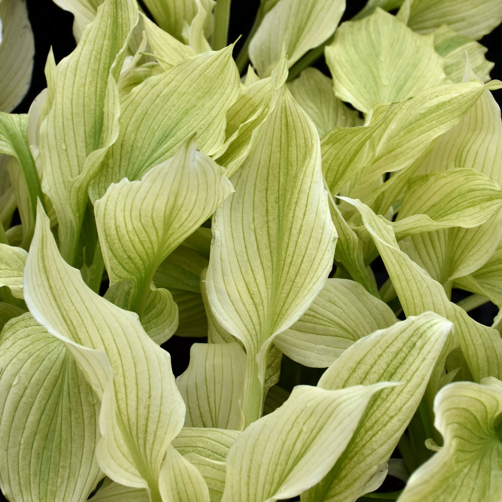 HOSTA WHITE FEATHER