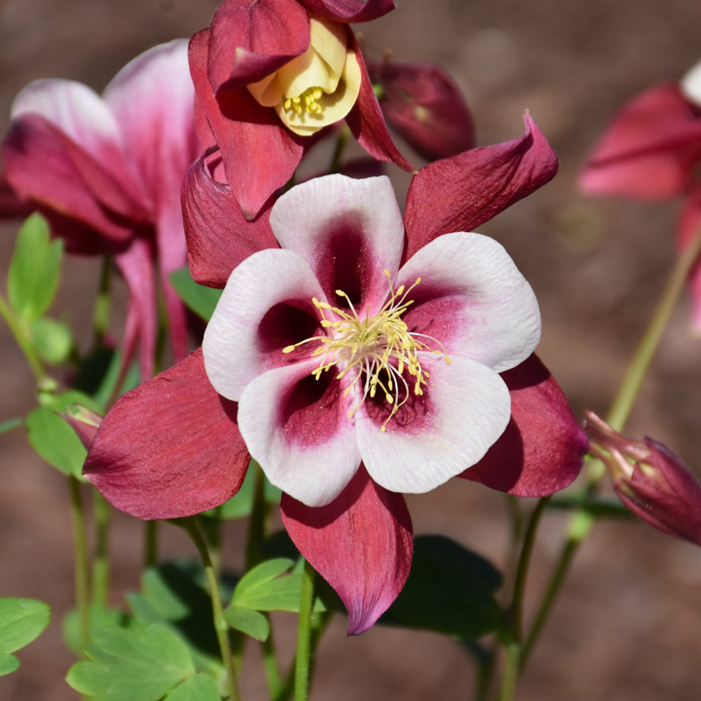 AQUILEGIA EARLYBIRD RED WHITE