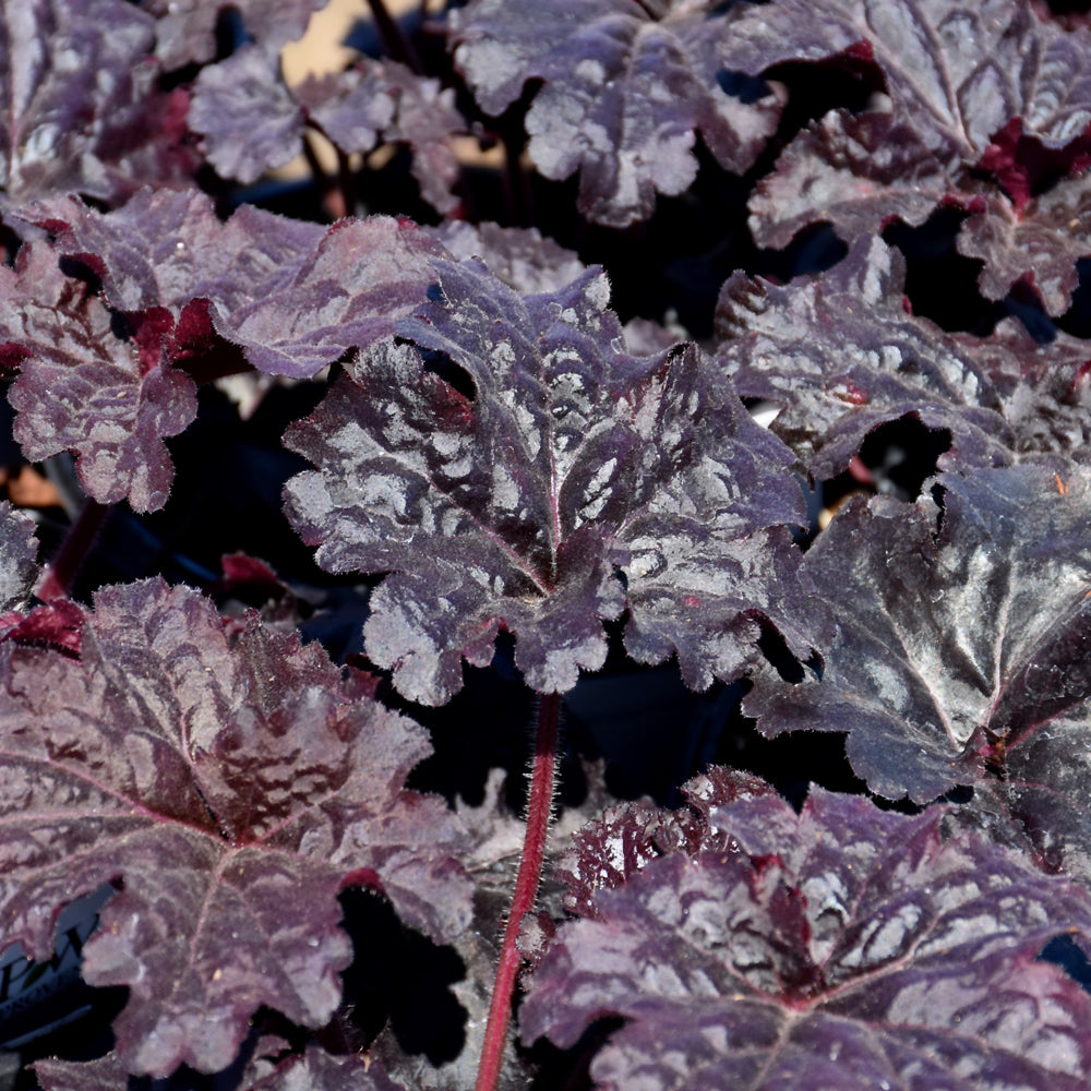 HEUCHERA EVENING GOWN
