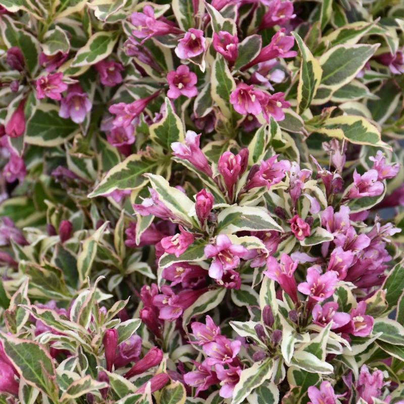 WEIGELA MY MONET PURPLE EFFECT