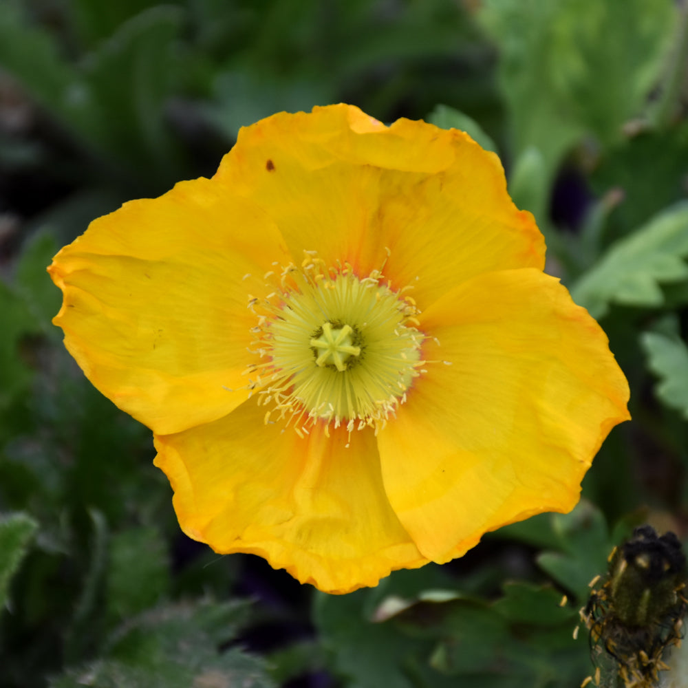 PAPAVER SPRING FEVER YELLOW