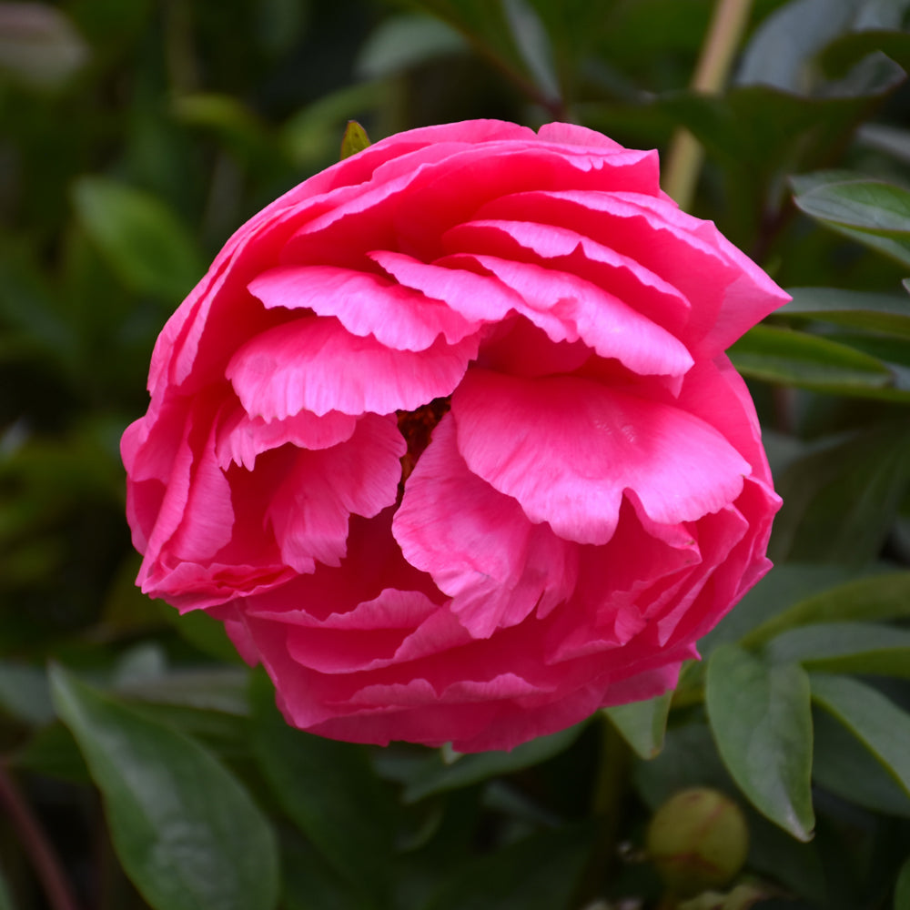 PAEONIA CYTHEREA