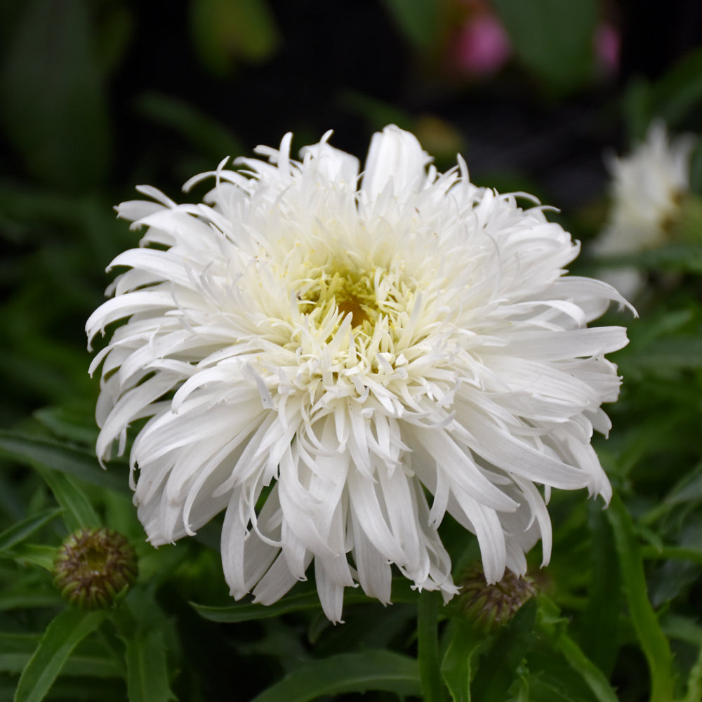 LEUCANTHEMUM MARSHMALLOW
