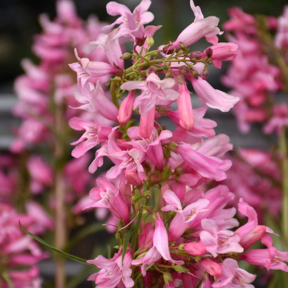 PENSTEMON PRISTINE PINK