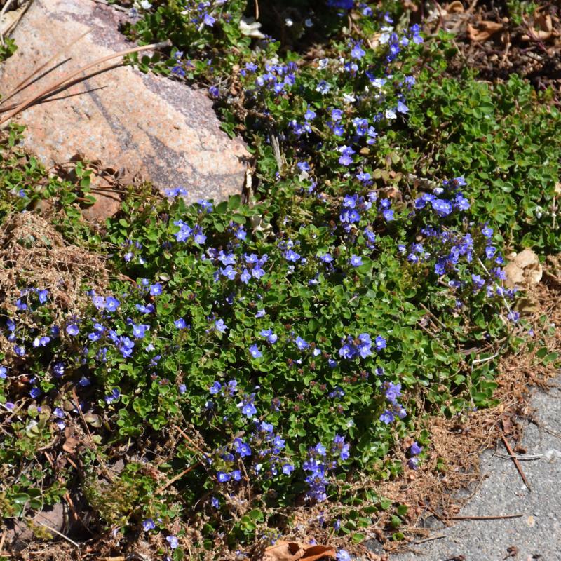 VERONICA LIWANENSIS