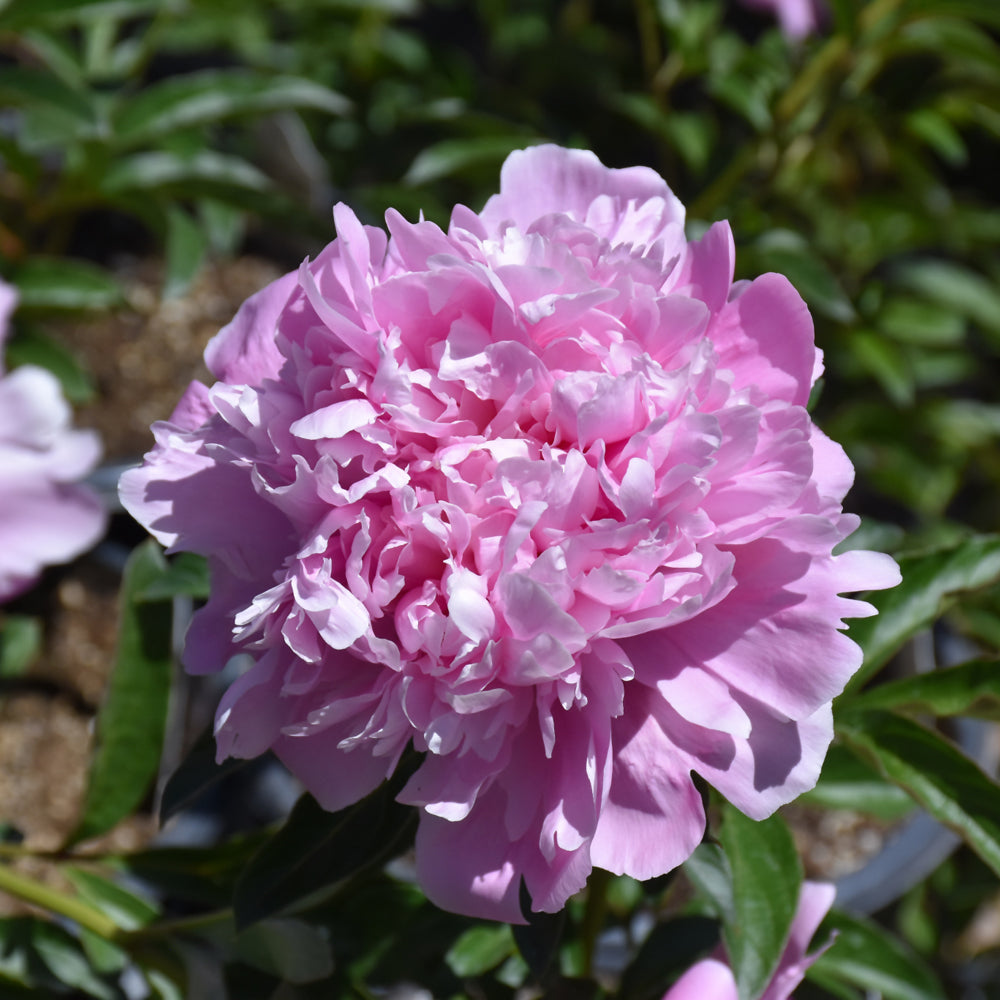 PAEONIA MONSIEUR JULES ELIE