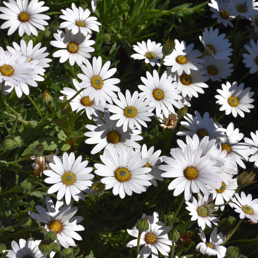 OSTEOSPERMUM AVALANCHE