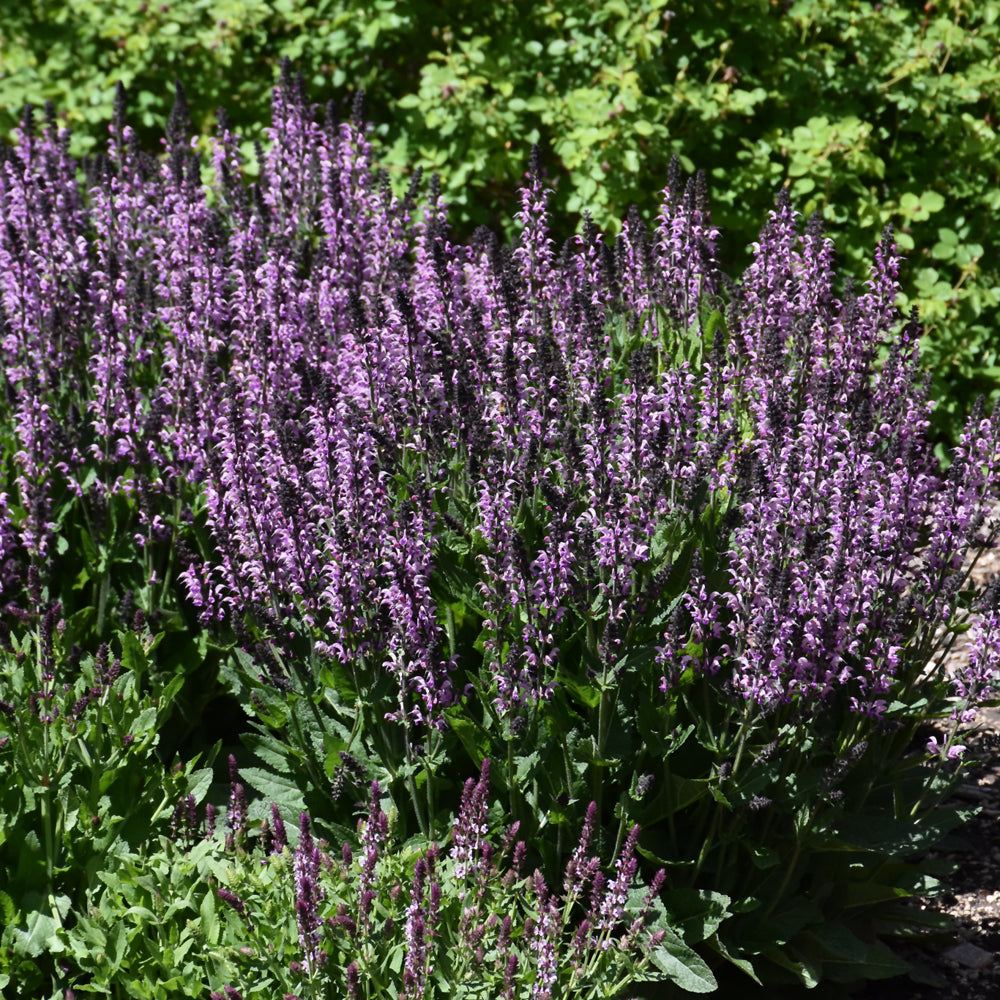 SALVIA BACK TO THE FUCHSIA