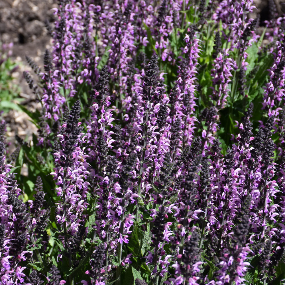 SALVIA BACK TO THE FUCHSIA