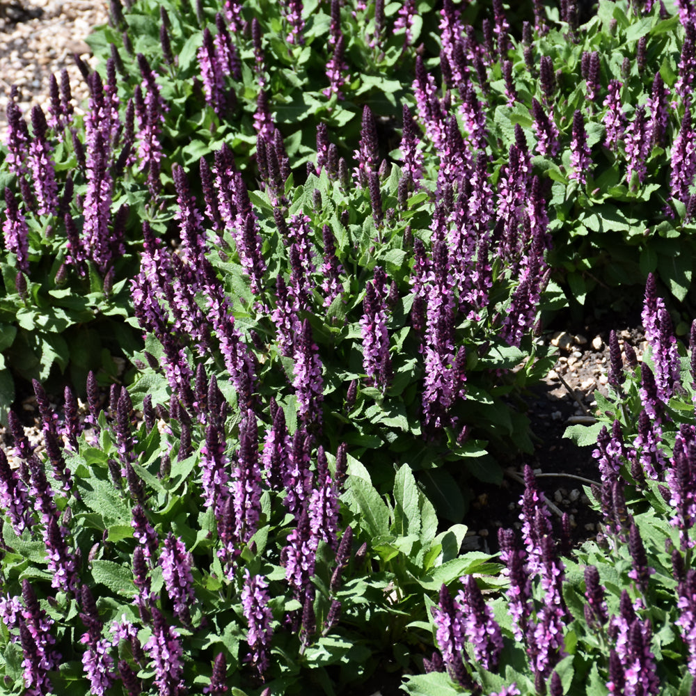 SALVIA MIDNIGHT ROSE