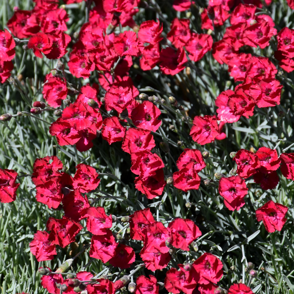 DIANTHUS MOUNTAIN FROST RED GARNET
