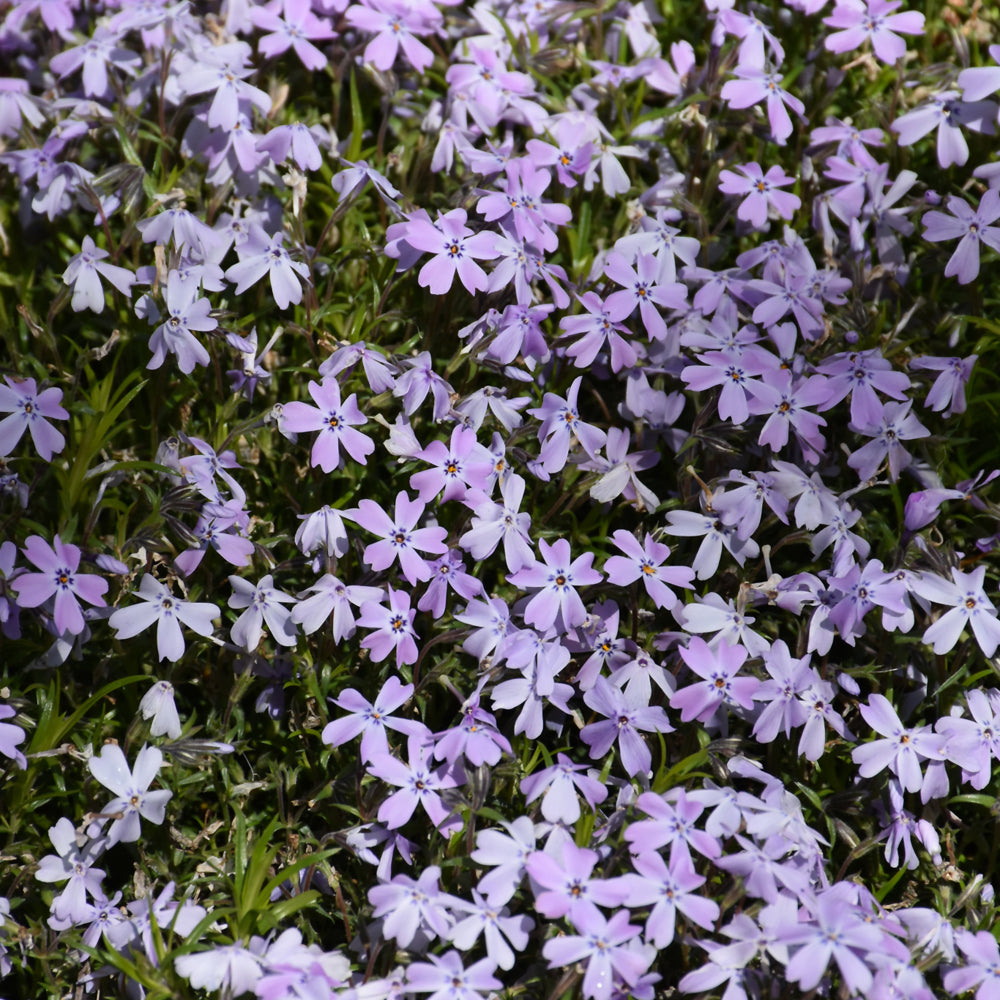 PHLOX SPRING BLUE