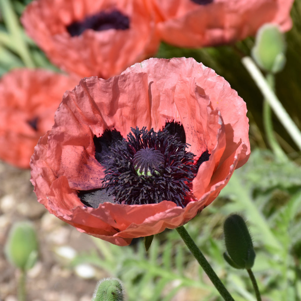 PAPAVER PRINCESS VIC LOUISE