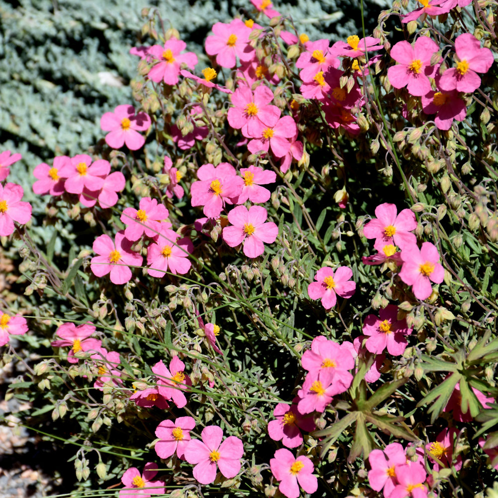 HELIANTHEMUM WISLEY PINK