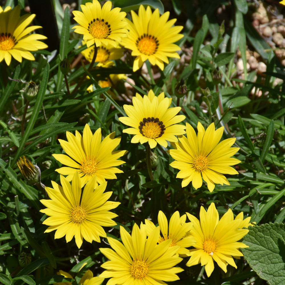 GAZANIA COLORADO GOLD
