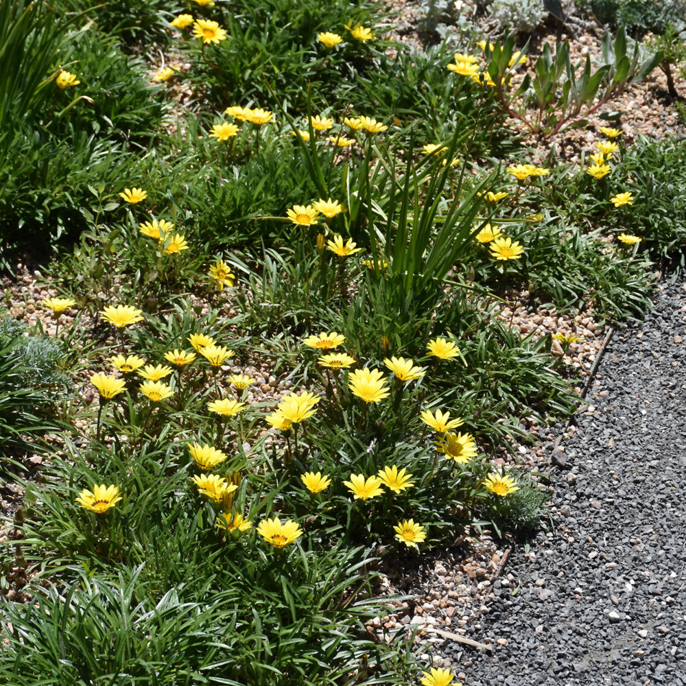 GAZANIA COLORADO GOLD