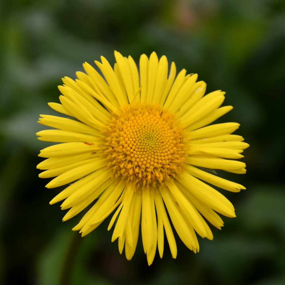 DORONICUM LEONARDO COMPACT