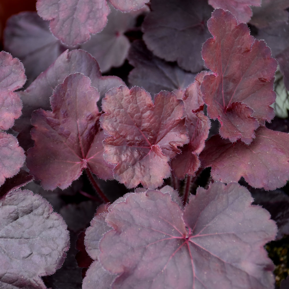 HEUCHERA NORTHERN EXPOSURE BLACK