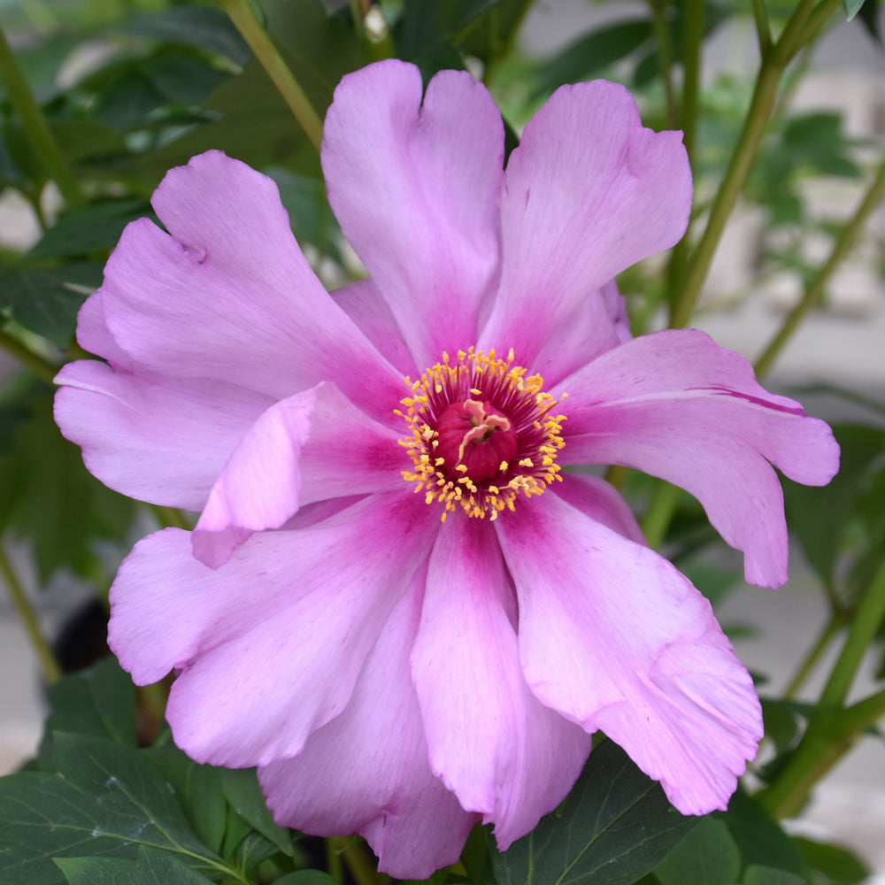 PAEONIA FIRST ARRIVAL