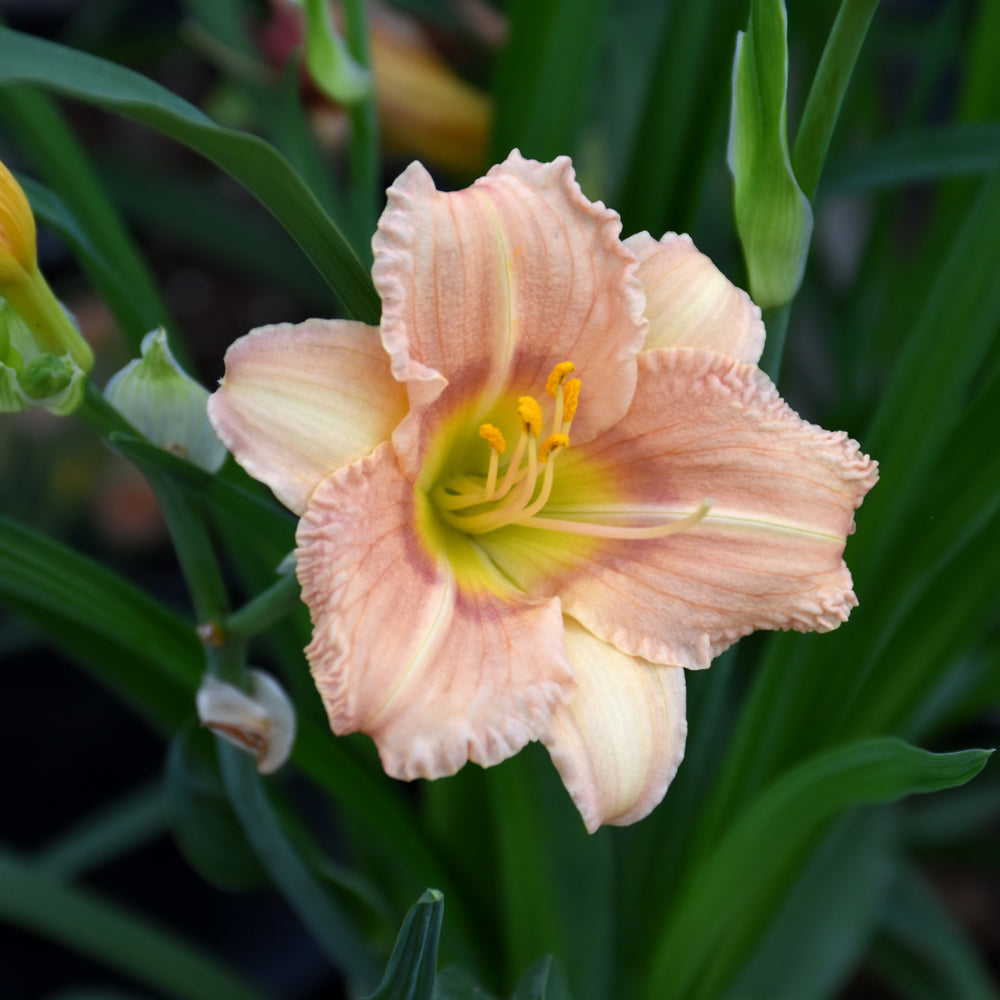 HEMEROCALLIS EVERDAY LILY ROSE