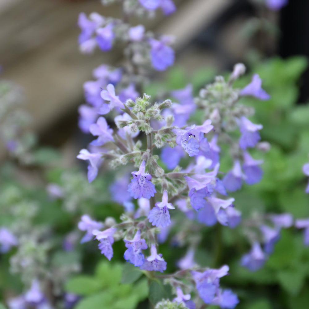 NEPETA PICTURE PURRFECT