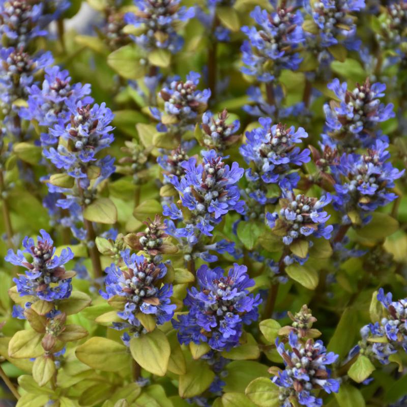 AJUGA FANCY FINCH