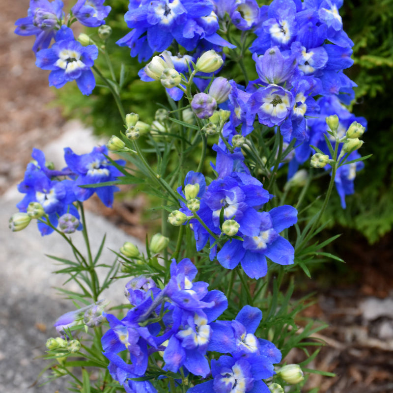 DELPHINIUM SUMMER CLOUD