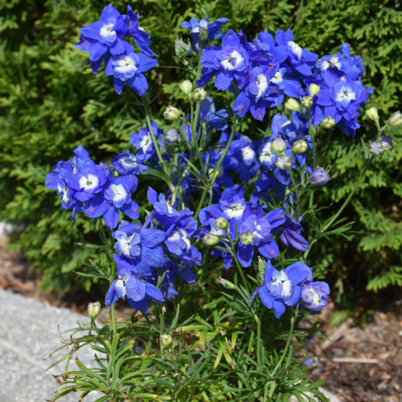 DELPHINIUM SUMMER CLOUD