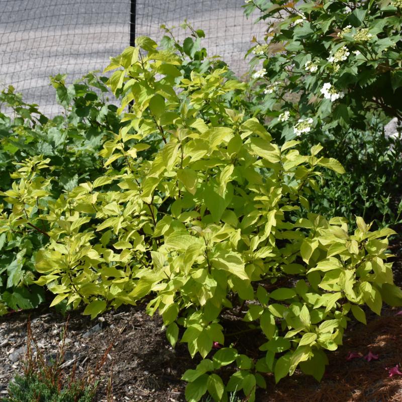 DOGWOOD NEON BURST