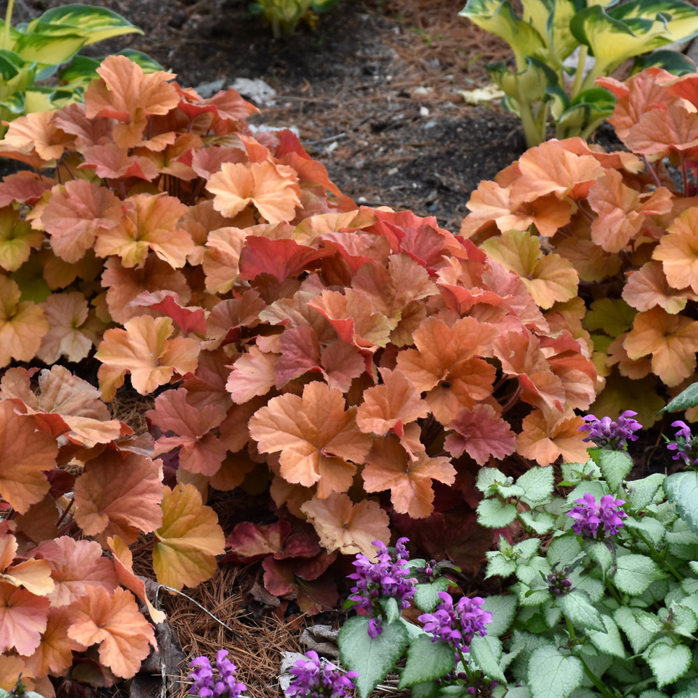 HEUCHERA NORTHERN EXPOSURE AMBER