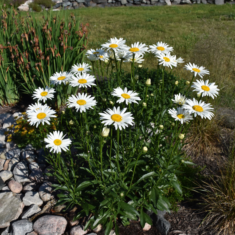 LEUCANTHEMUM BECKY