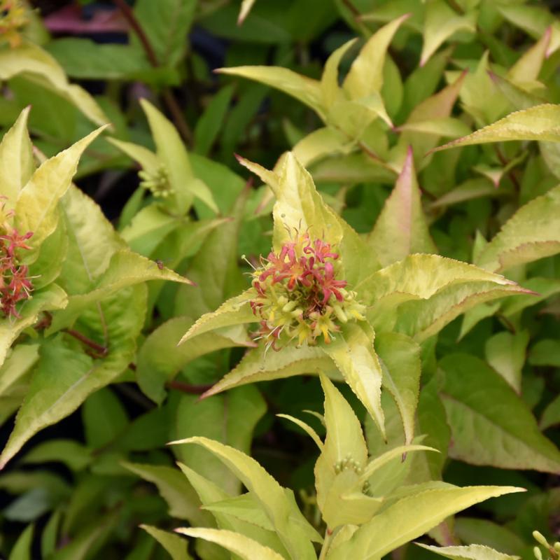 HONEYSUCKLE HONEYBEE