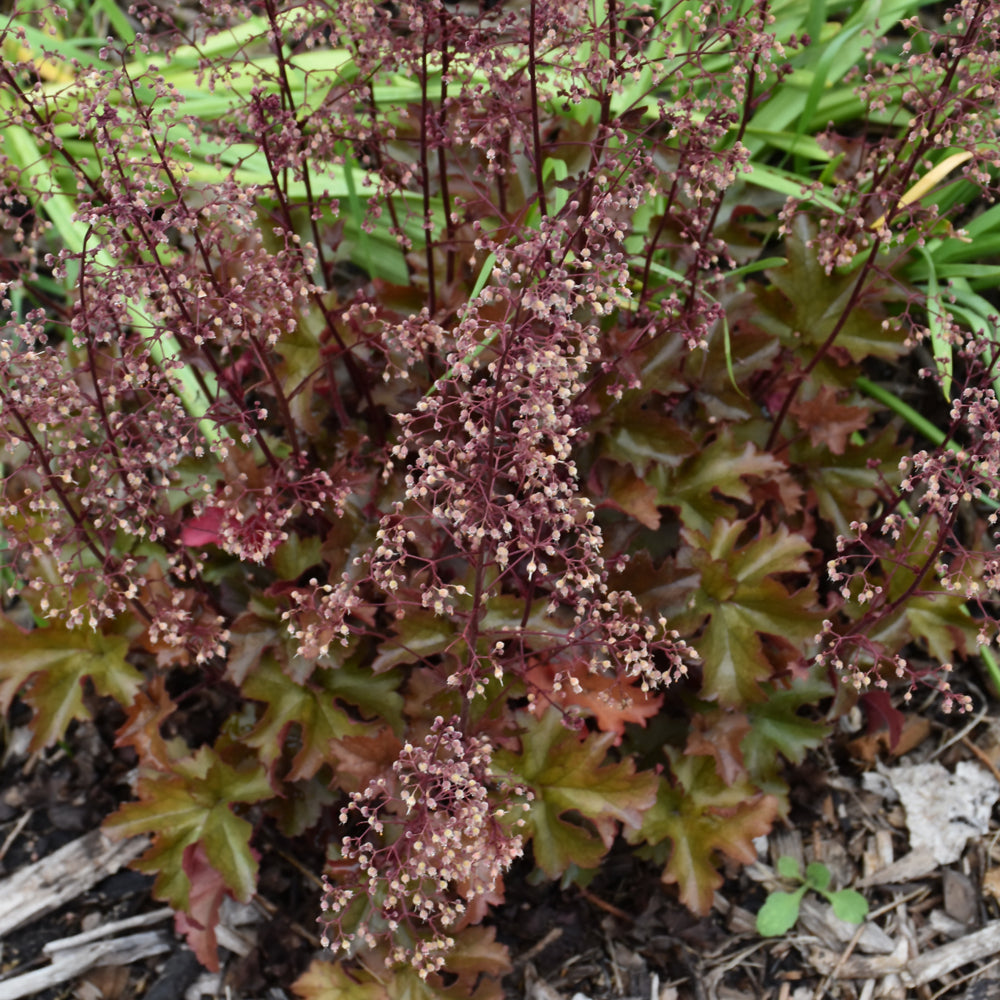 HEUCHERA MELTING FIRE