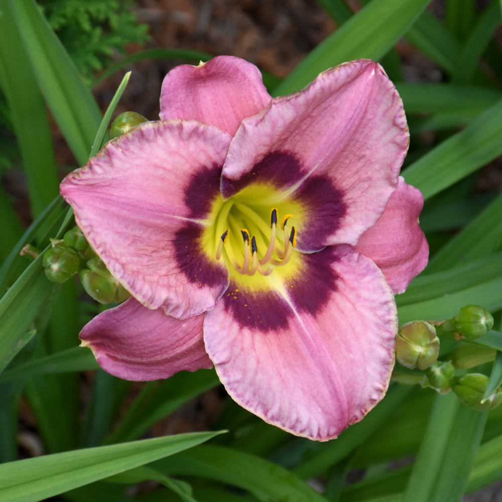 HEMEROCALLIS ALWAYS AFTERNOON