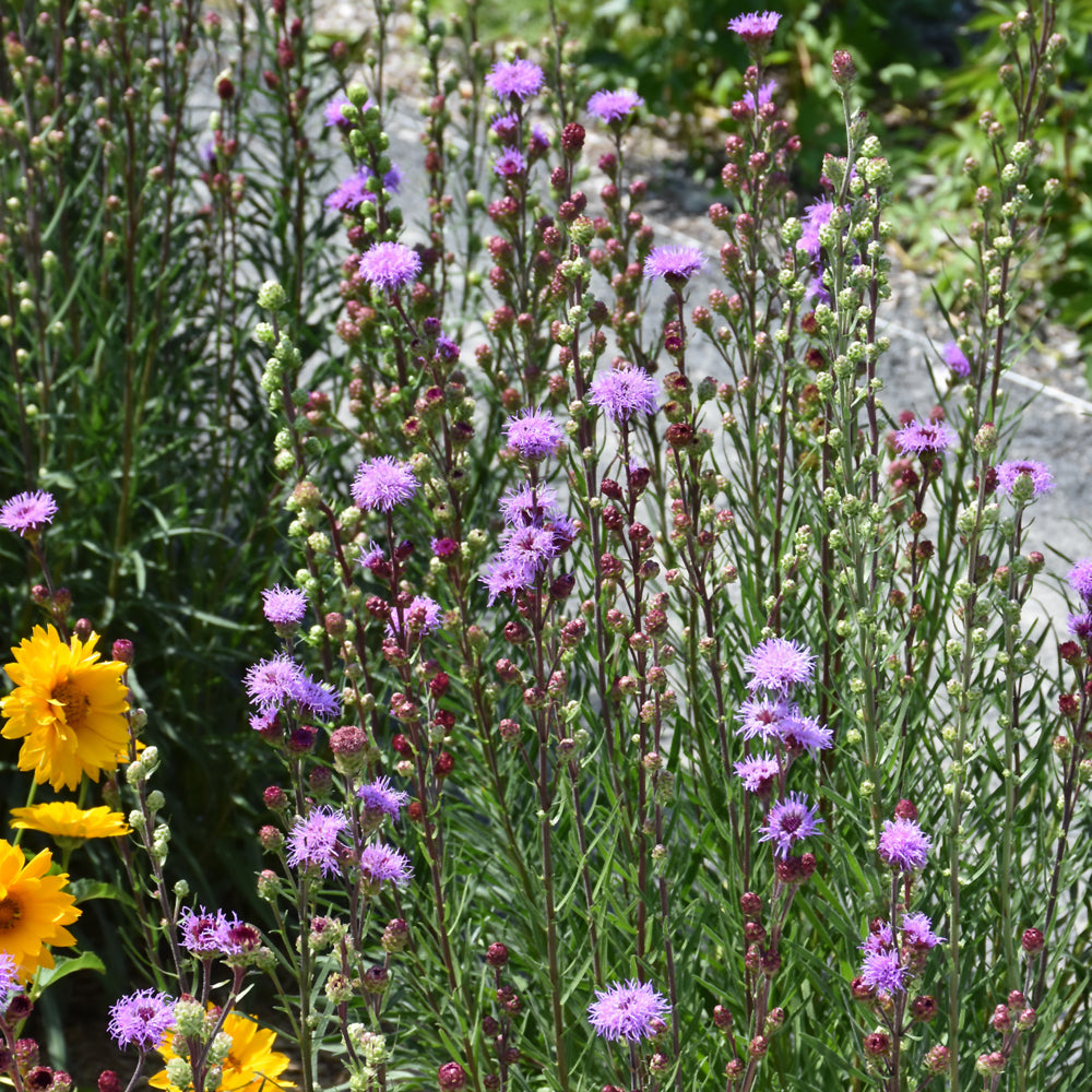 LIATRIS LIGULISTYLIS