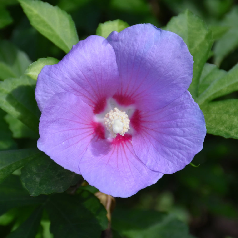 ROSE DE SHARON PARAPLU ORNÉE