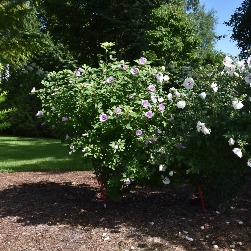 ROSE DE SHARON PARAPLU ORNÉE