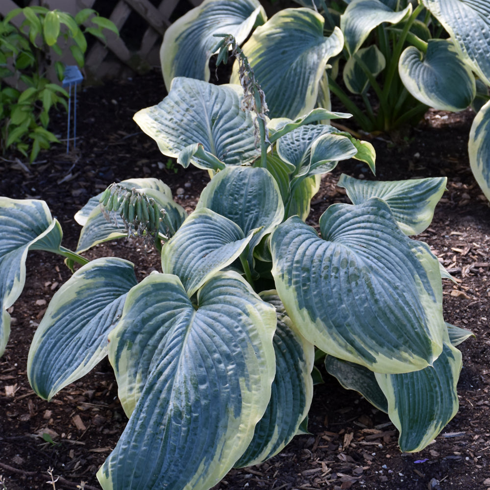 HOSTA GIGANTOSAURUS