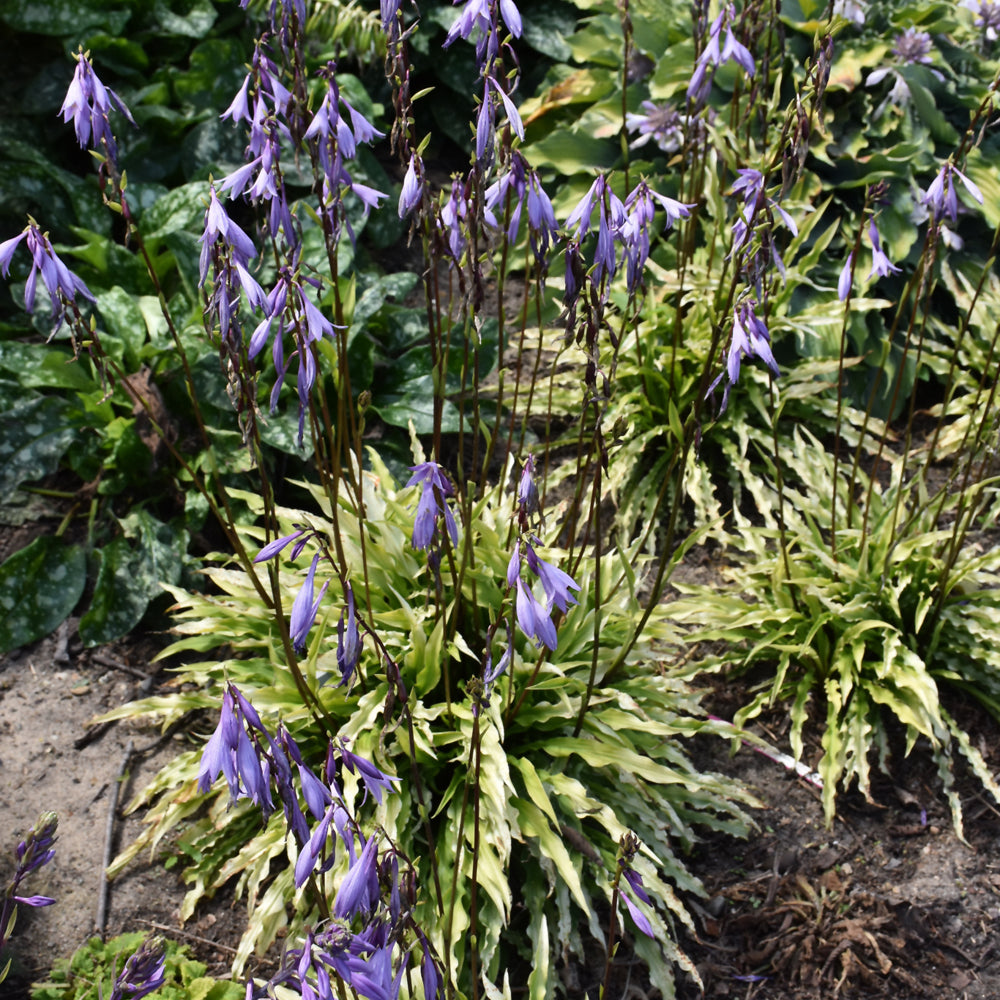 HOSTA PARTY STREAMERS