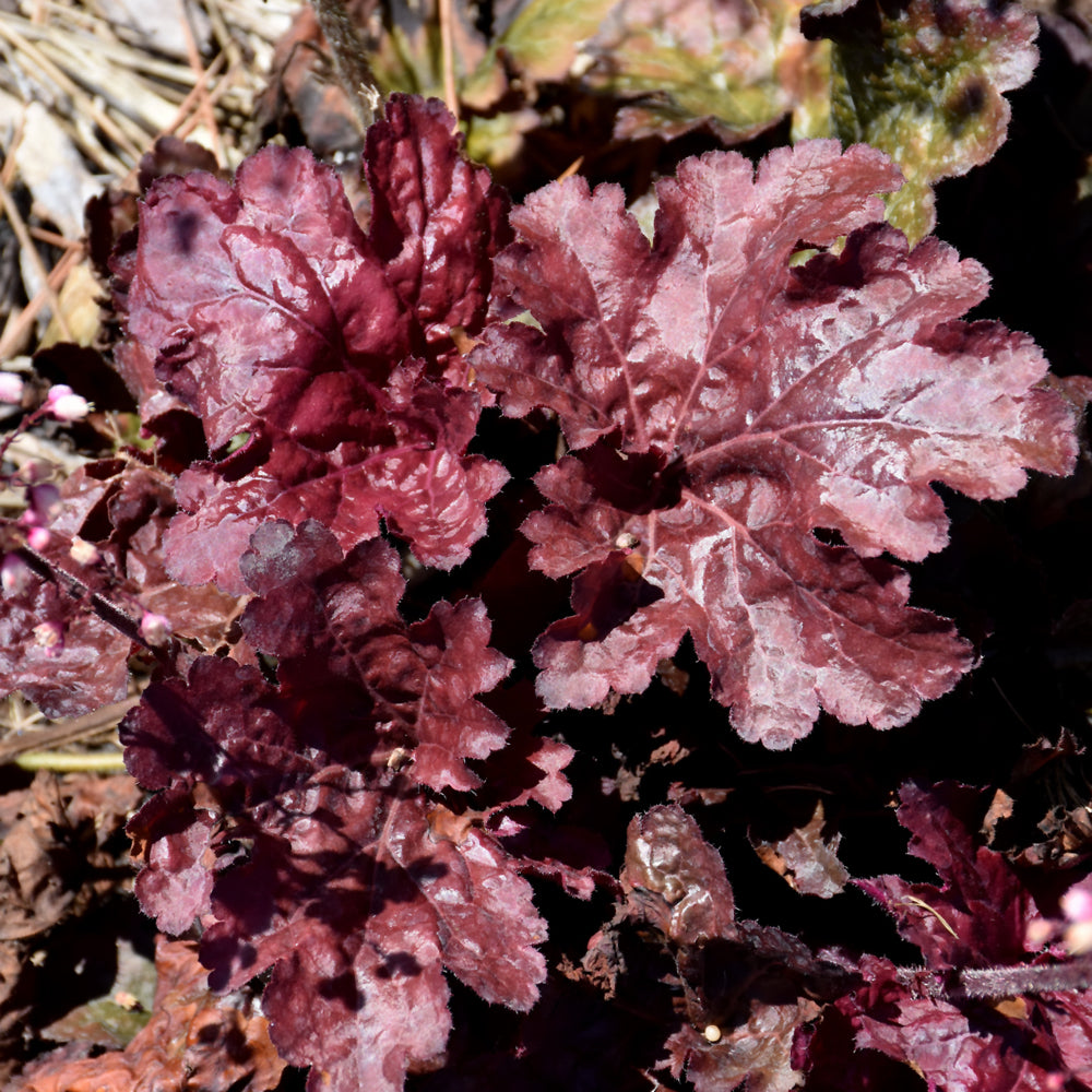 HEUCHERA RED DRAGON