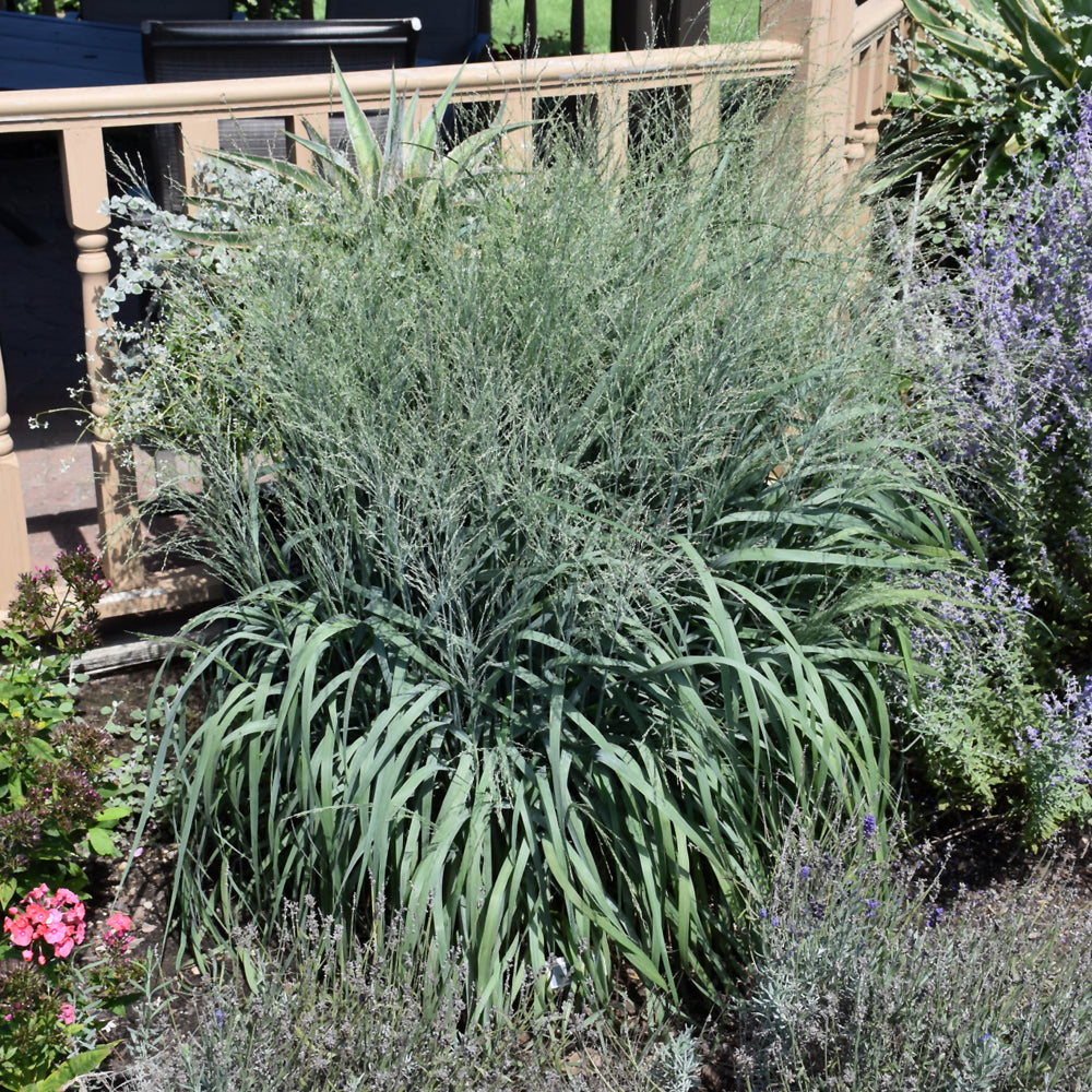 PANICUM PRAIRIE WINDS NIAGARA FALLS